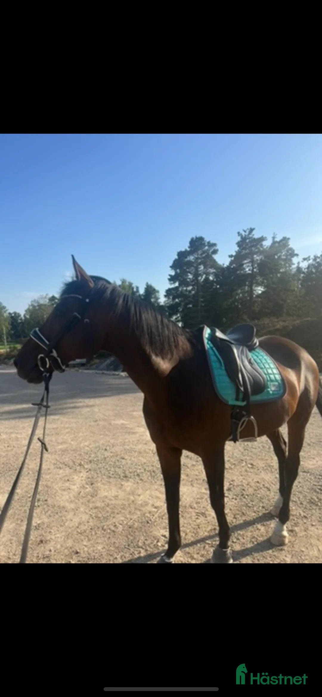 Sadlar hästutrustning till salu: Jätte fin sadel - Annons 2