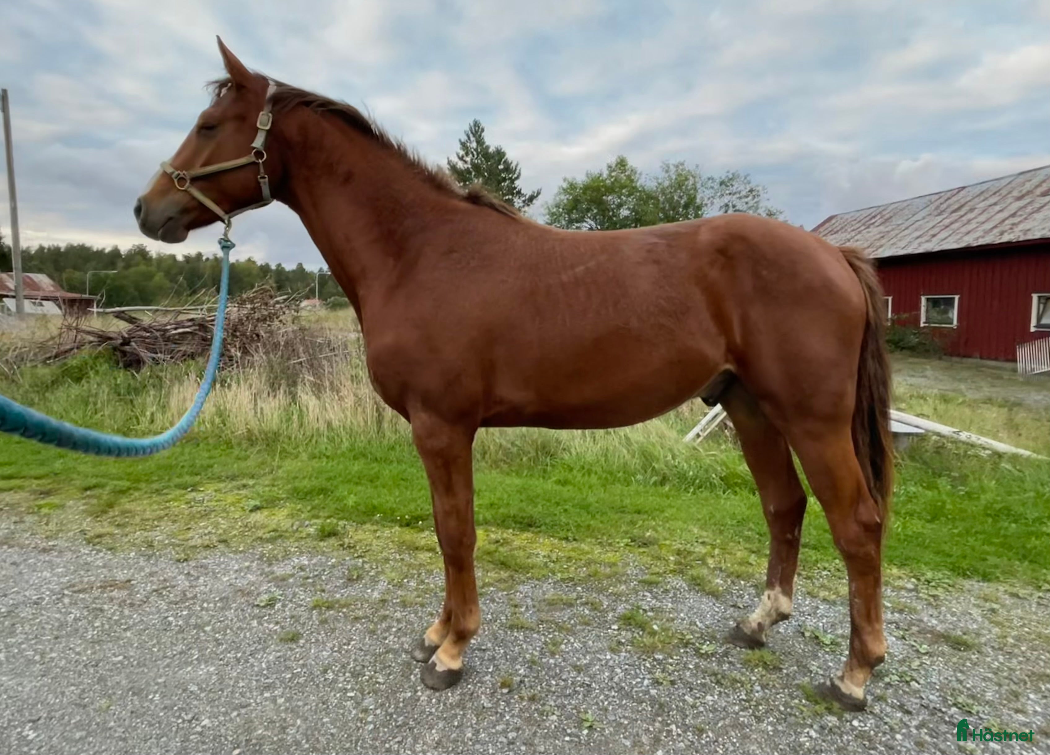  hästar 2-årigt svenskt varmblod SWB i Åkersberga - Annons 21