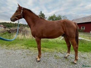 hästar 2-årigt svenskt varmblod SWB i Åkersberga - Annons 4