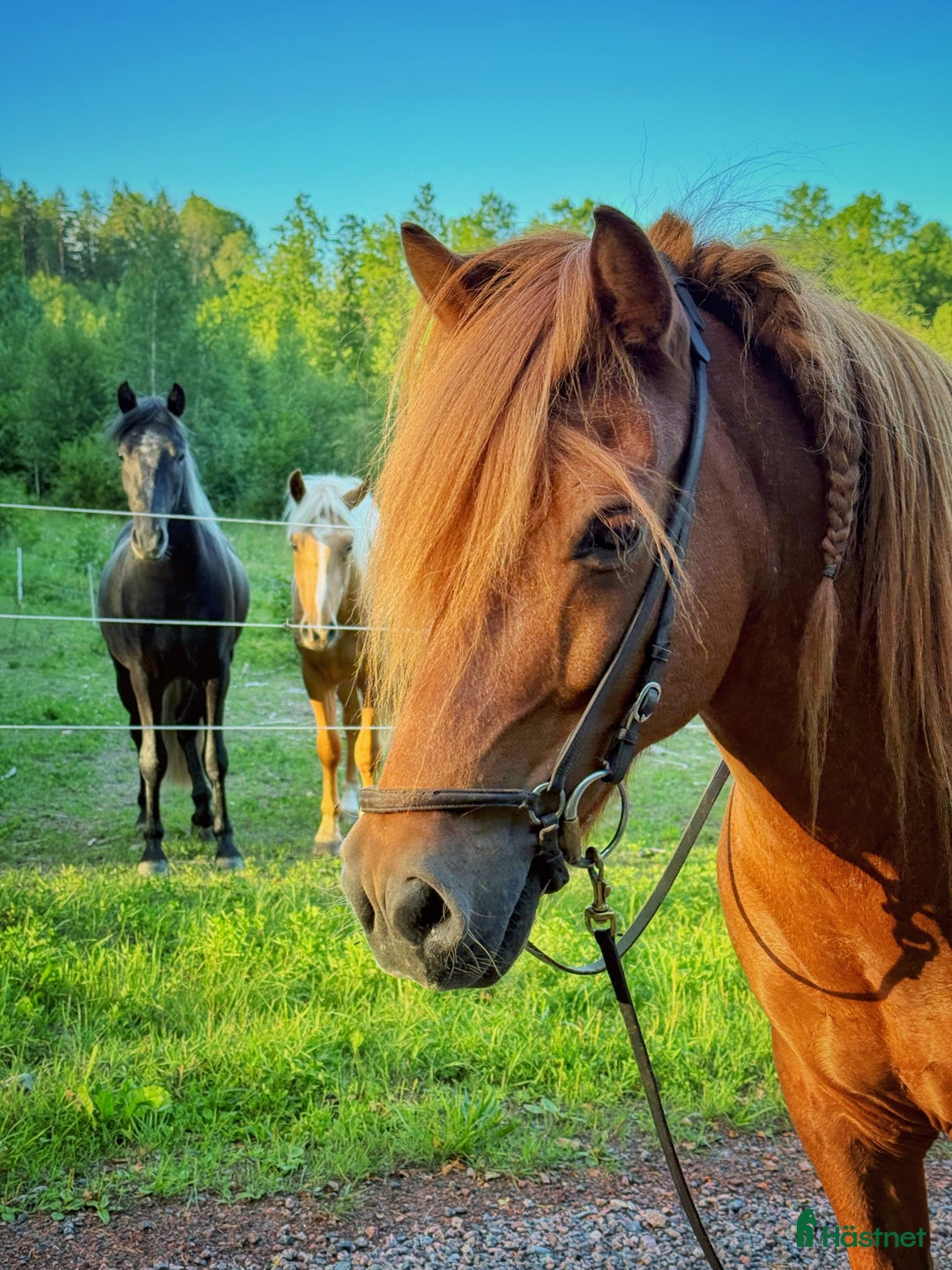 Allround hästar till salu: Världens snällaste islänning 12 år i Söderköping - Annons 9