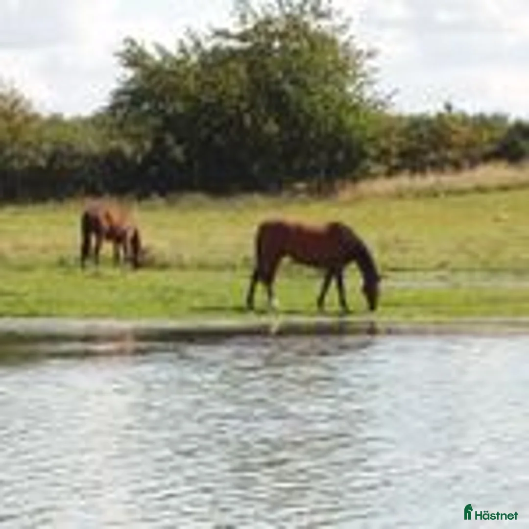  hästservice finnes: HINGSTBETE SOMMARBETE i Svalöv - Annons 5