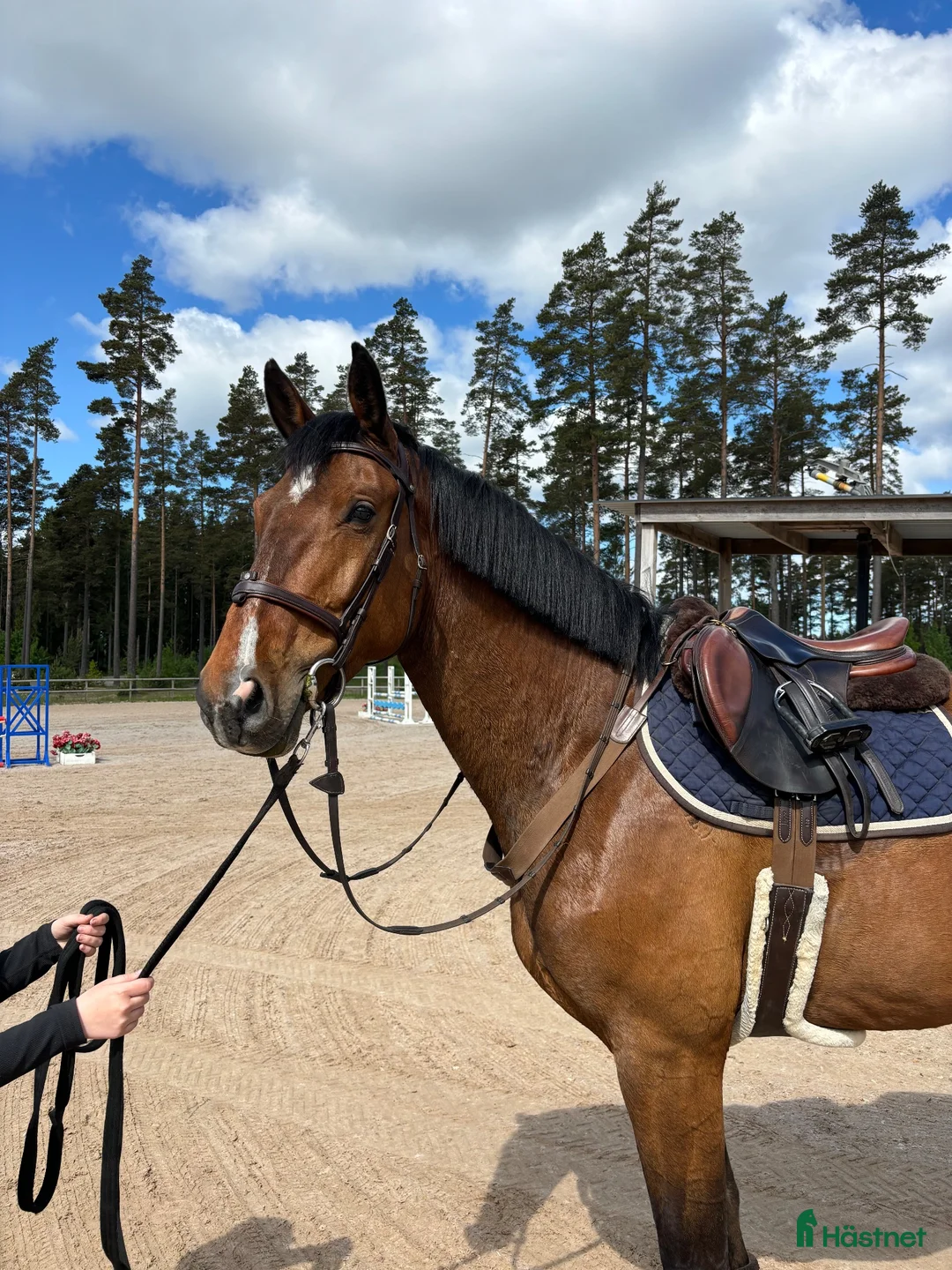 Hoppning hästar till salu: Jättefin 4-åring till salu! - Annons 1