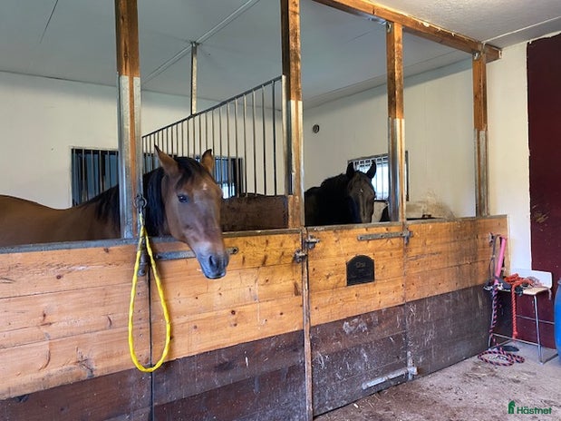 foderhäst i Österhaninge - Annons 16