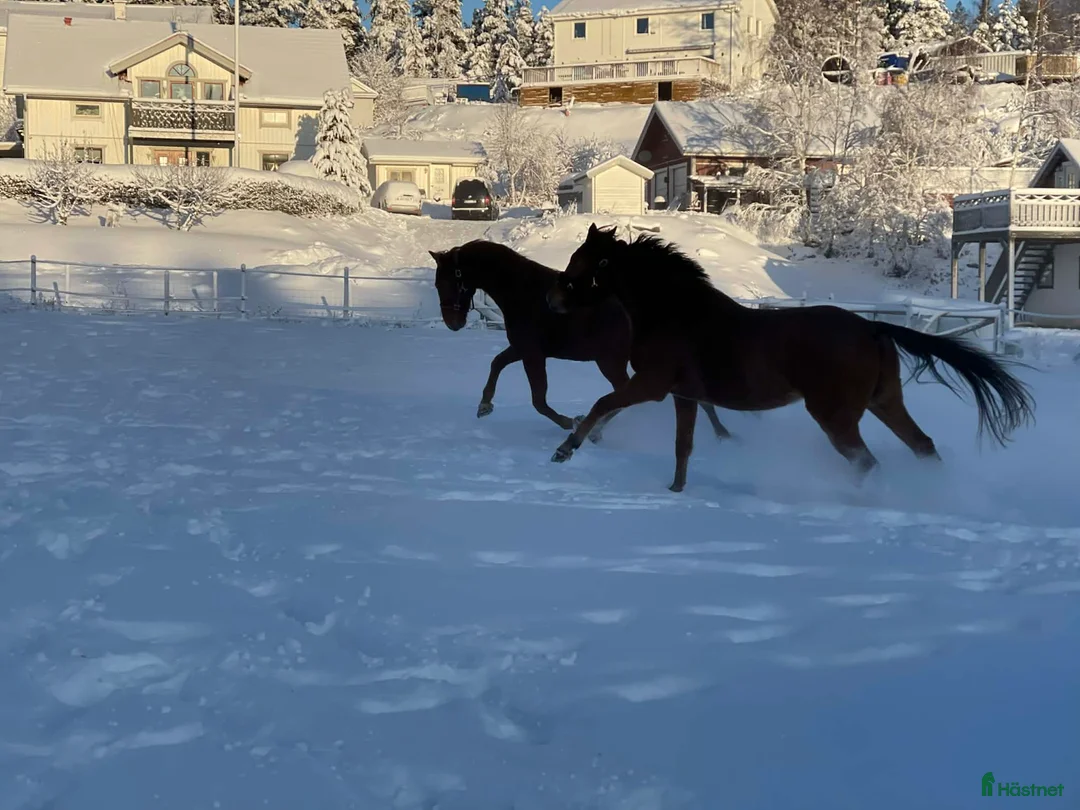  stallplats finnes: Lösdrift nära Södertälje  i Järna - Annons 2