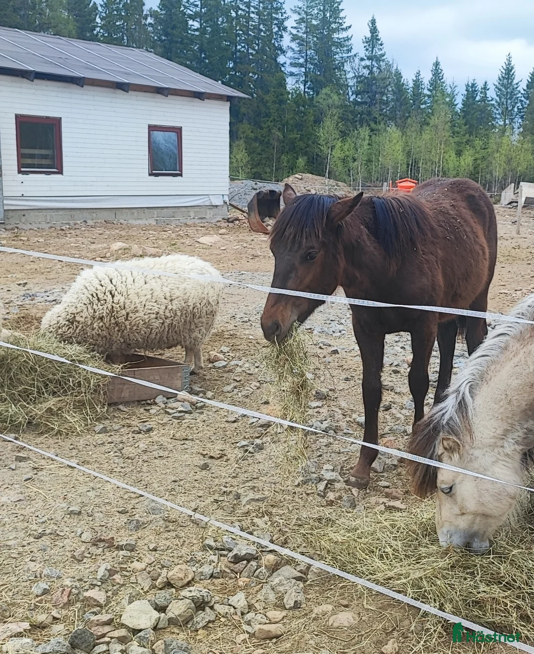 Allround hästar till salu: Snäll och go kille  - Annons 6