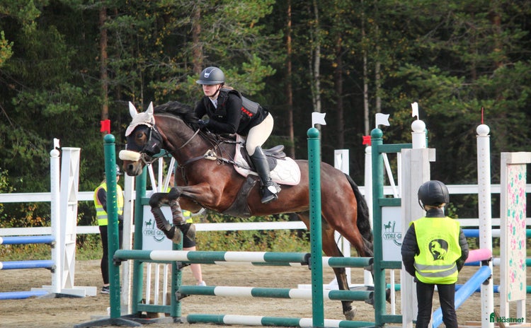  hästar i Östersund - Annons 8