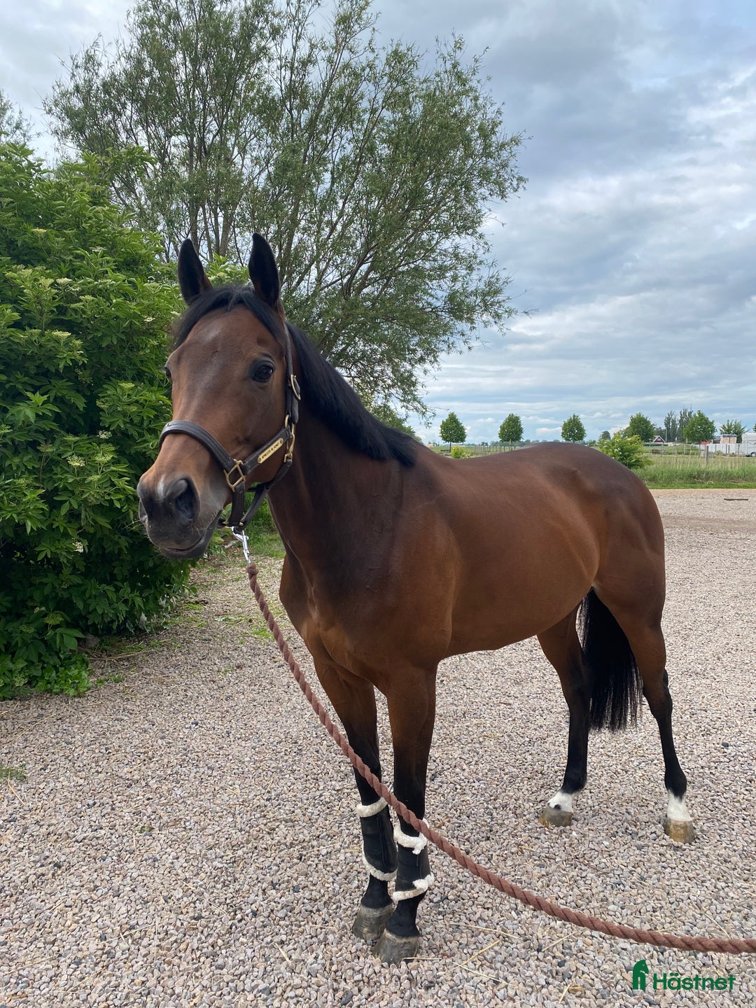 Hoppning hästar till salu: Positivt och vackert sto i Höllviken - Annons 2