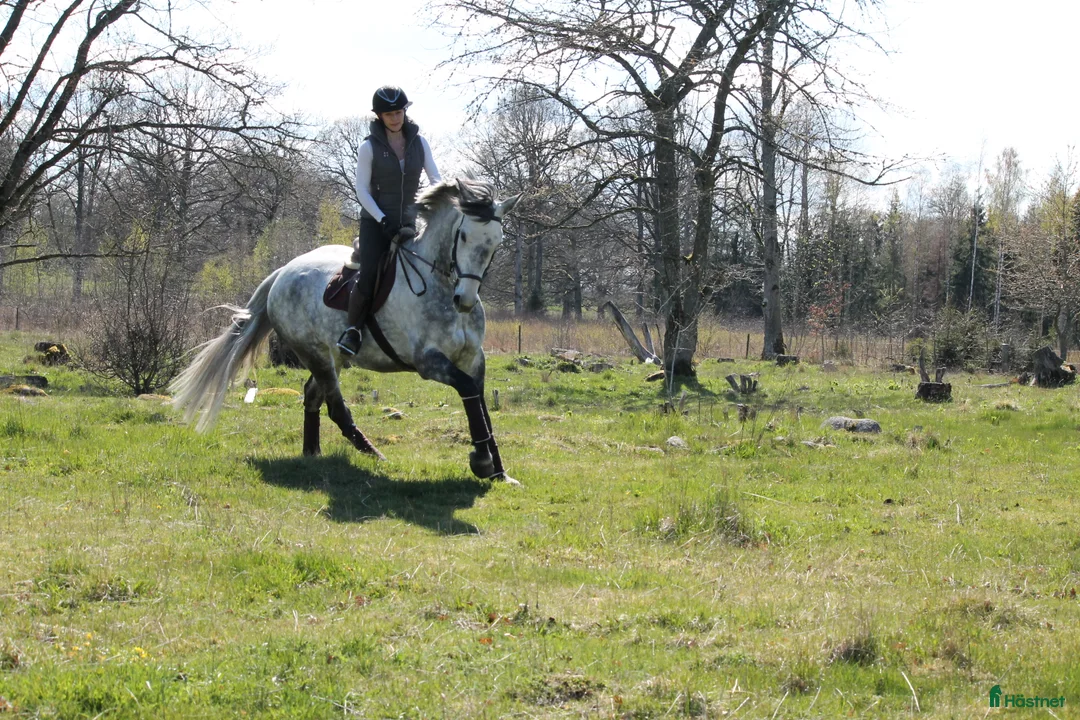 Hoppning hästar till salu: Socialt stoföl e. A magic twist - Annons 6