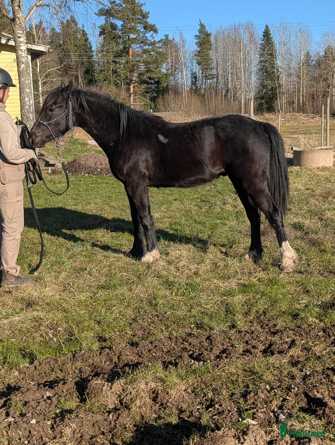 Working Equitation hästar till salu: 2 årig Valack  i Vedevåg - Annons 2