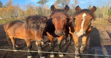  hästar i Sala - Annons 4