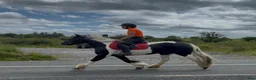 Allround hästar till salu: Bombproof Ride & Drive pony - Annons 7