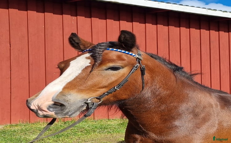  hästar i Offerdal - Annons 7