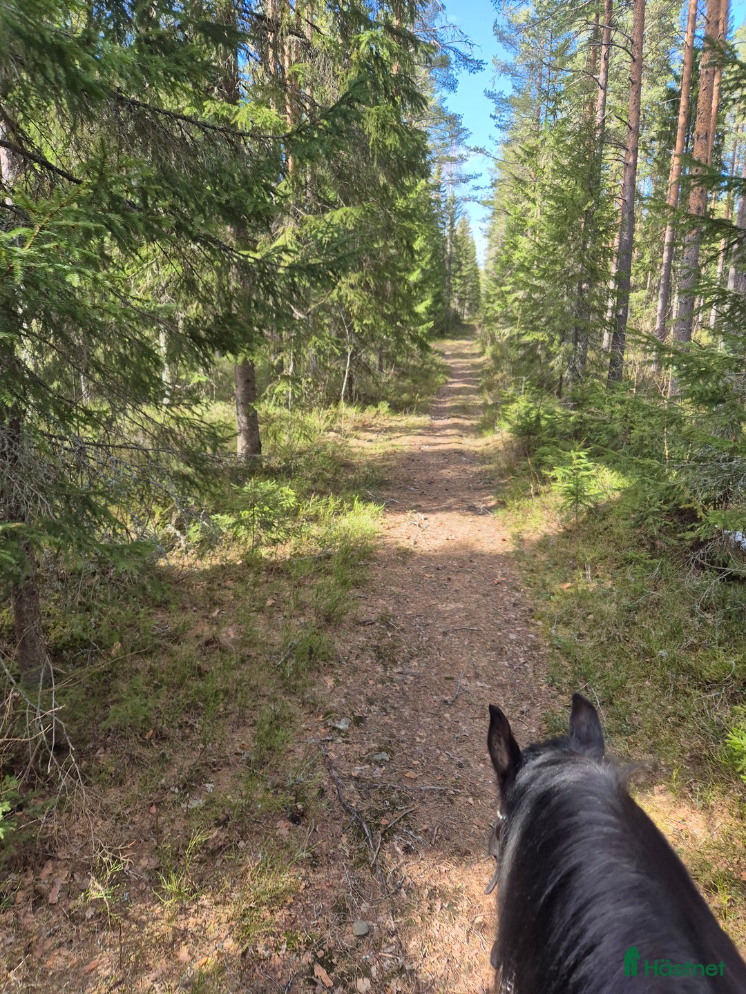  stallplats finnes: Lösdrift i Vännäs - Annons 3