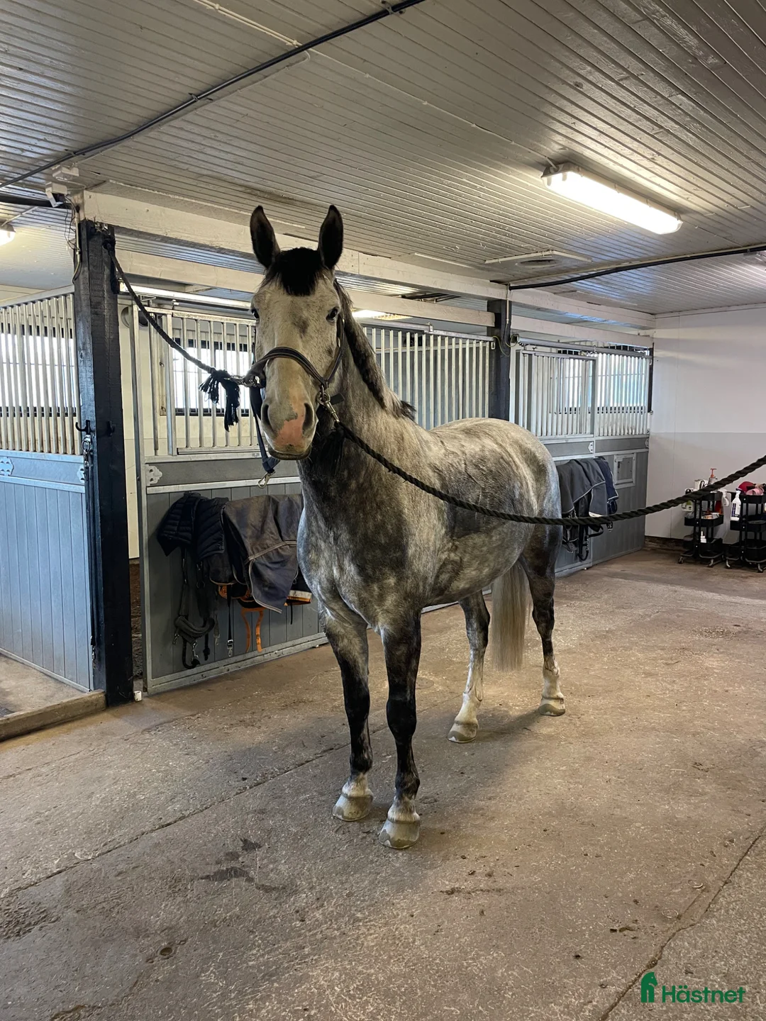  stallplats finnes: Stallplats ledig från maj - Annons 1