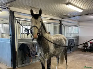 stallplats Stallplats ledig från maj - Annons 11