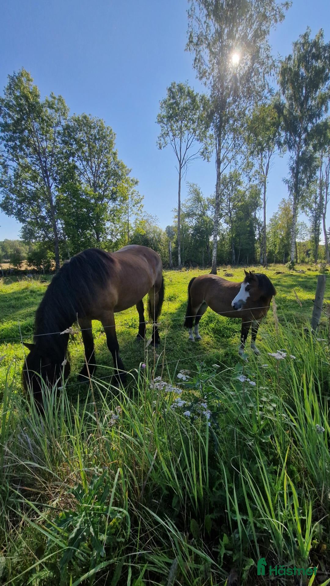  stallplats Lösdrift Åsarp - Annons 9