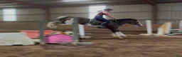 Allround hästar till salu: Irish riding ponies  - Annons 4