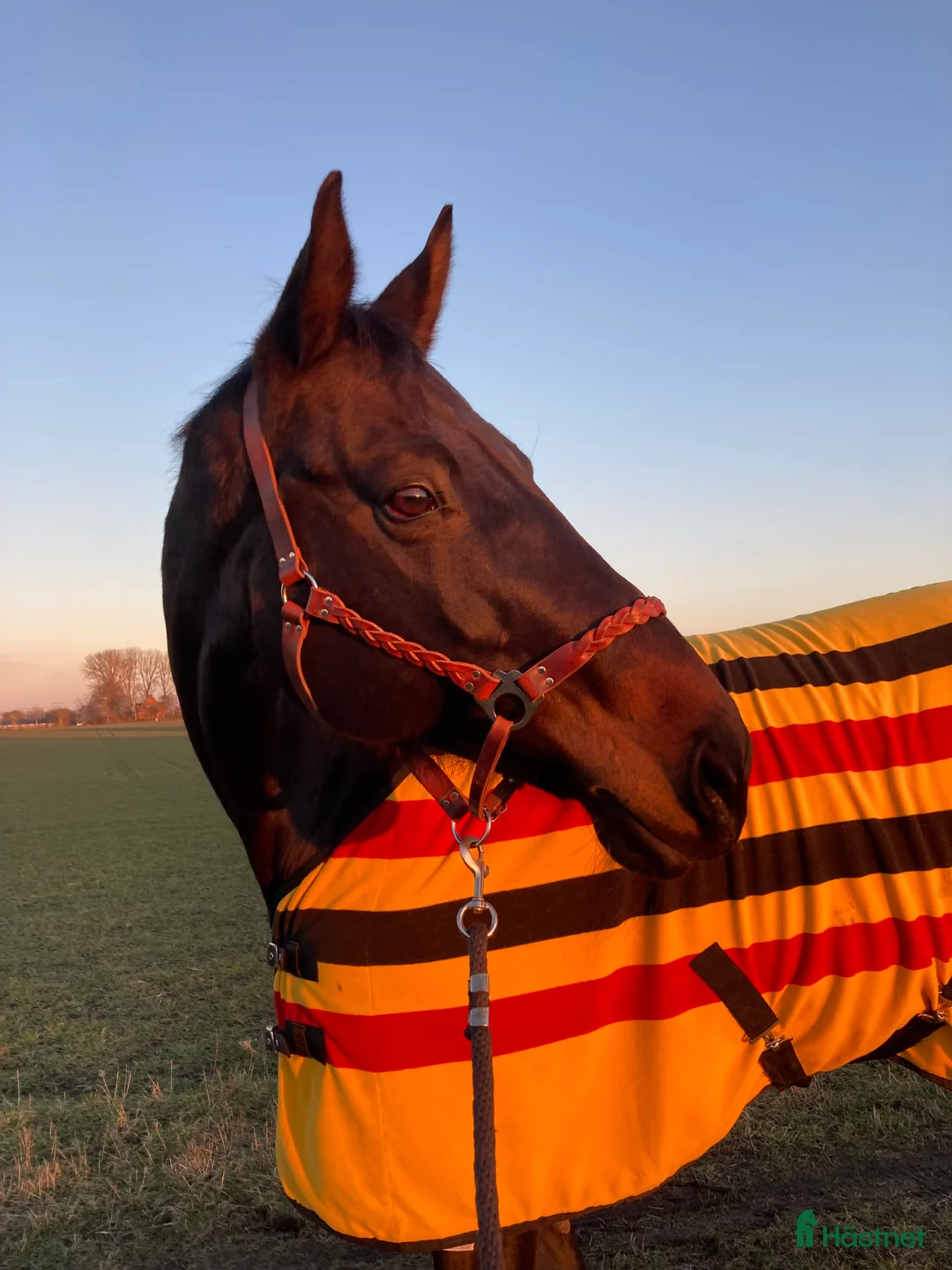 Hoppning hästar till salu: Fantastisk läromästare och bästa vän i Höör - Annons 1