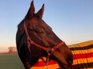 hästar Fantastisk läromästare och bästa vän i Höör - Annons 17