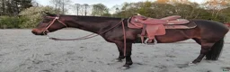 Western hästar till salu: Magic Decibel “Bella” i Deje - Annons 1