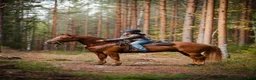 Allround hästar till salu: Rolig bästavän söker fodervärd - Annons 1