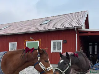 stallplats Stallplats Alingsås - Annons 7