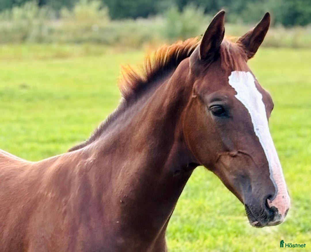 Hoppning hästar till salu: Hingstföl med utstrålning! i Odensbacken - Annons 1