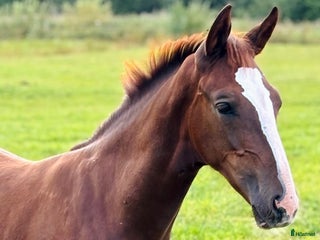 Hoppning hästar till salu: Hingstföl med utstrålning! i Odensbacken - Annons 1