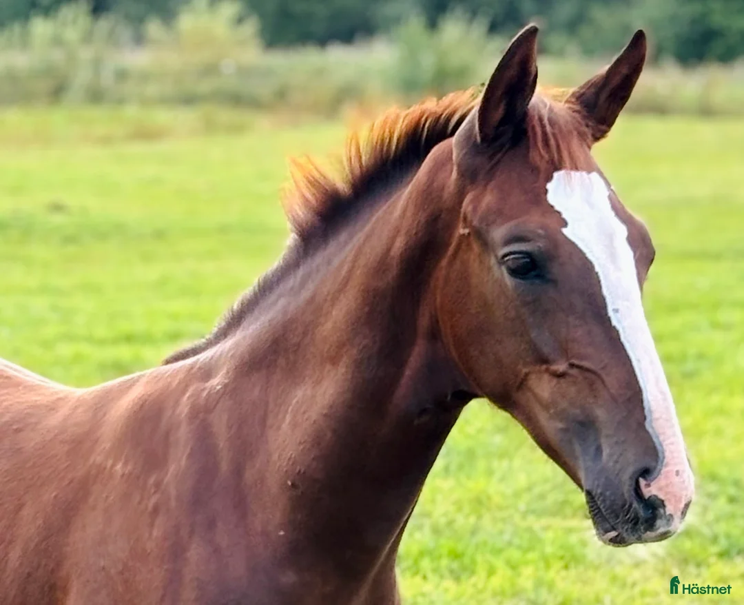 Hoppning hästar till salu: Åring e Janeiro de Bieville med utstrålning! - Annons 3