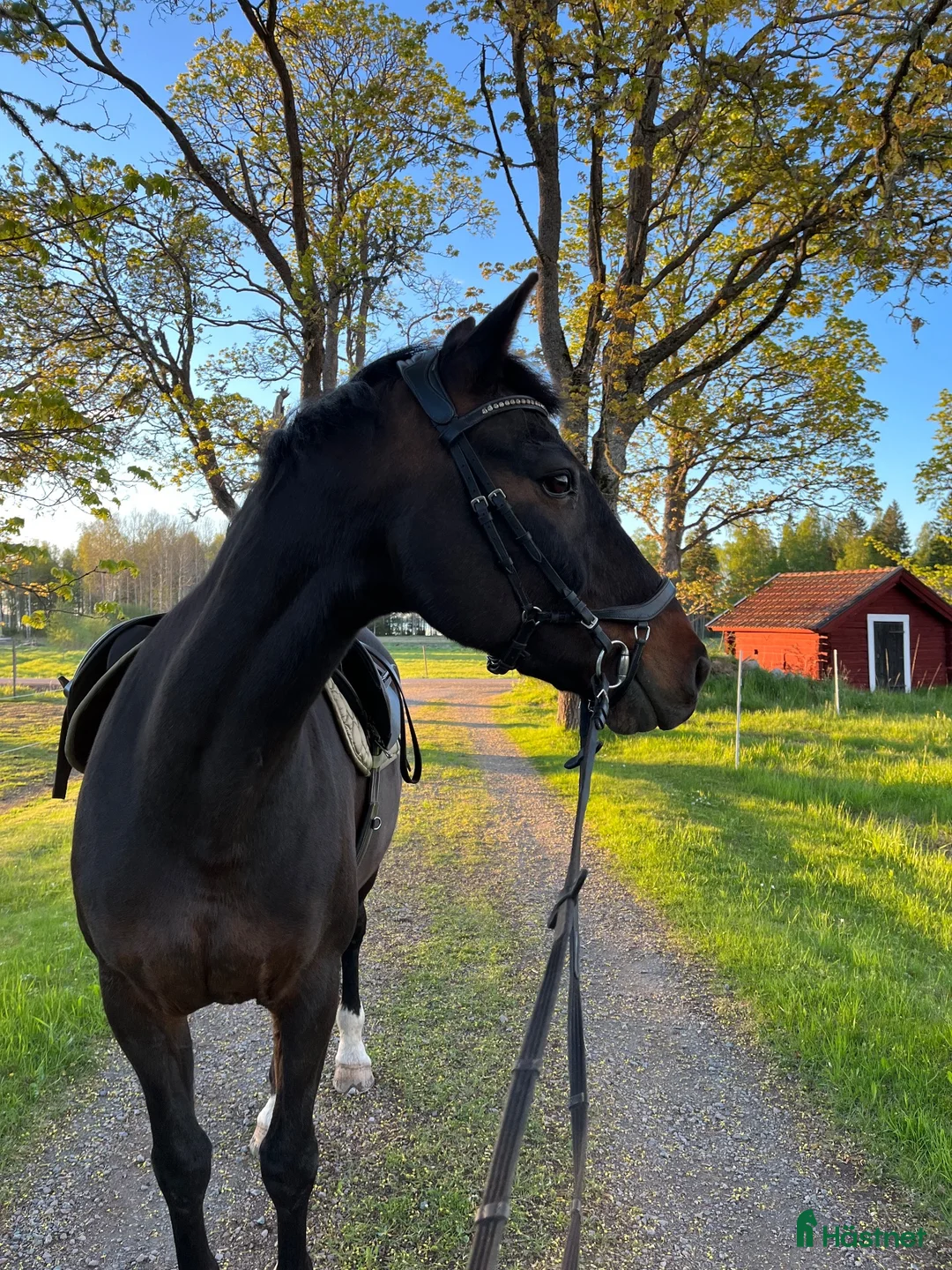 Allround hästar till salu: Trevlig bästavän i Årsunda - Annons 2