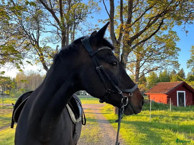 hästar till salu: Trevlig bästavän - Annons 2