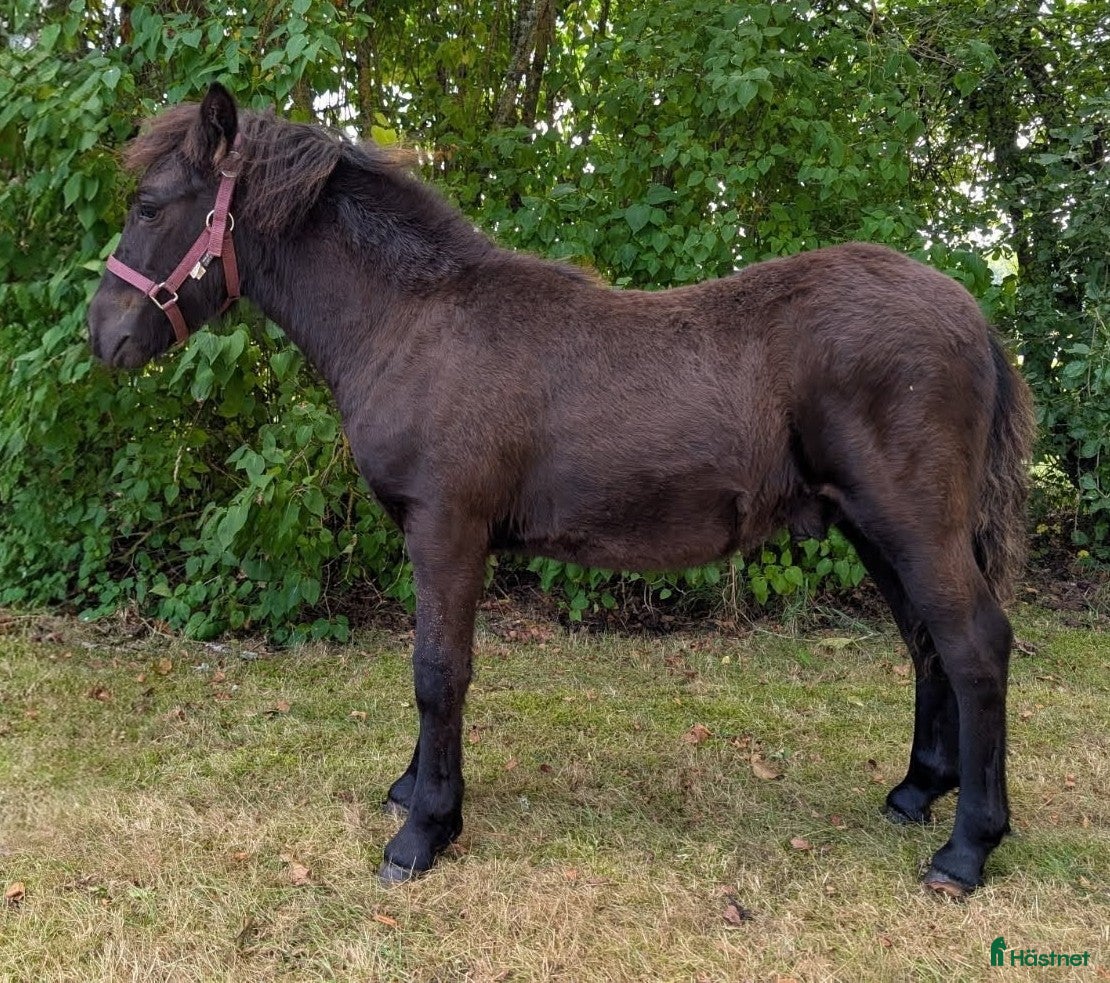  hästar Snygg Reslig unghingst i Hästveda - Annons 14