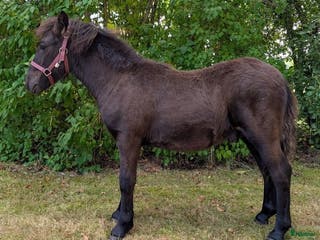 hästar Snygg Reslig unghingst i Hästveda - Annons 8