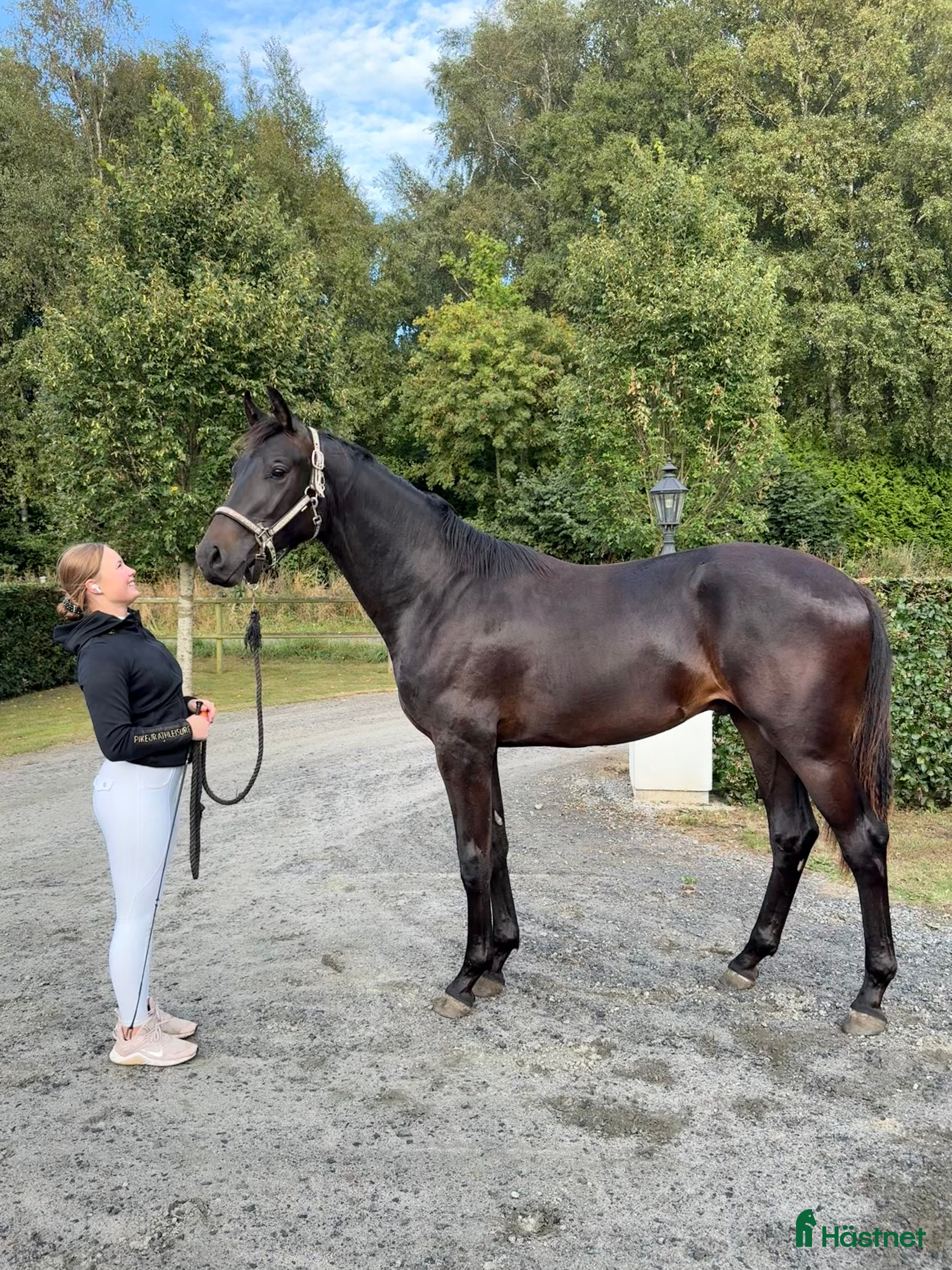  hästar Lovande stjärna för framtiden, hingstämne! i Nybrostrand - Annons 14