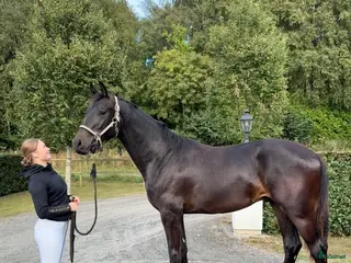 hästar Lovande stjärna för framtiden, hingstämne! i Nybrostrand - Annons 13