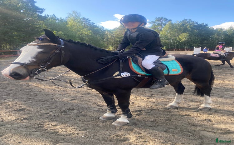  hästar i Sundsvall - Annons 12