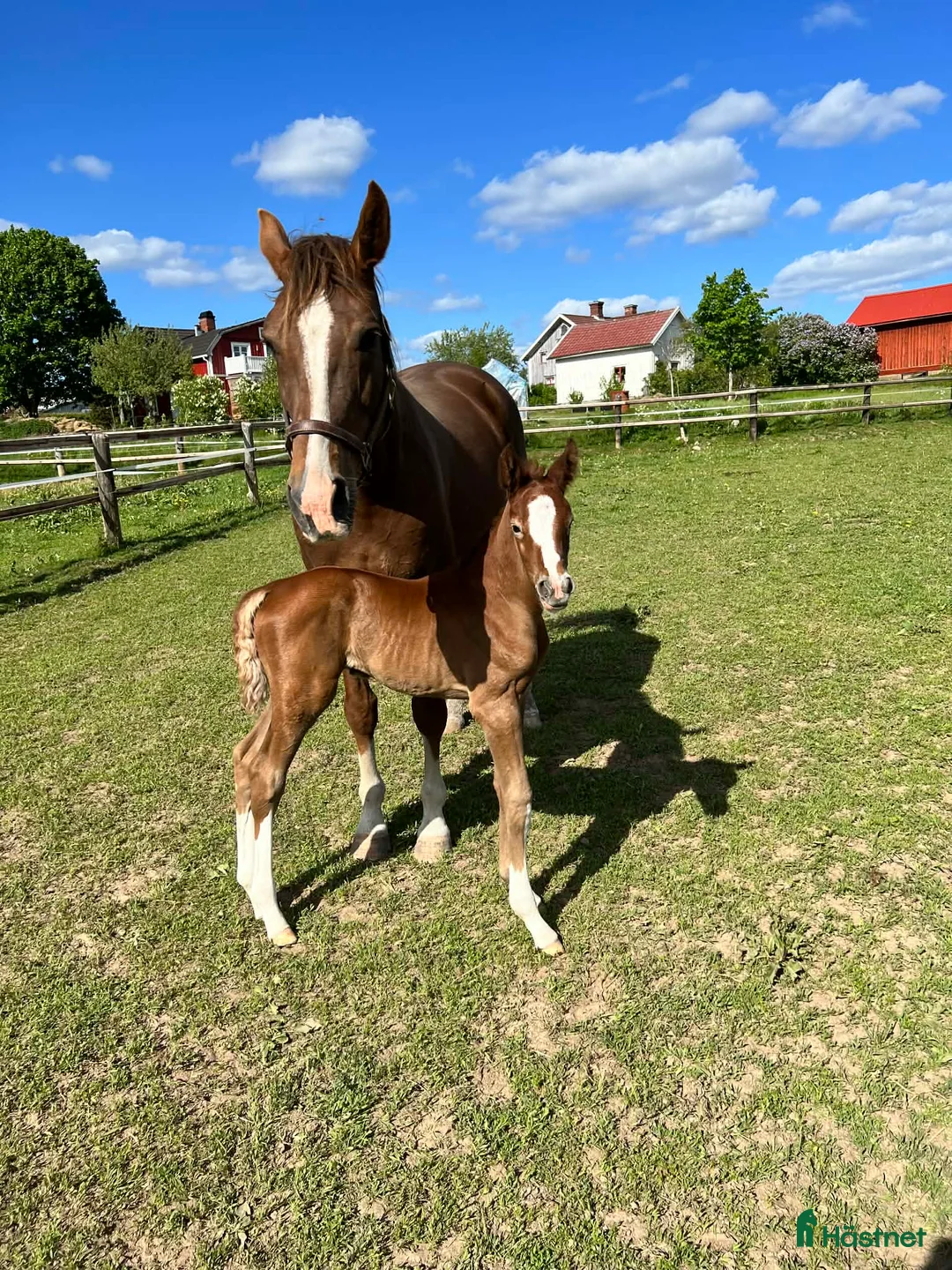 Övrigt hästar till salu: Avel / Igångsättning - Annons 1