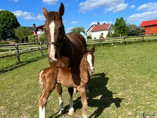 hästar Avel / Igångsättning - Annons 2