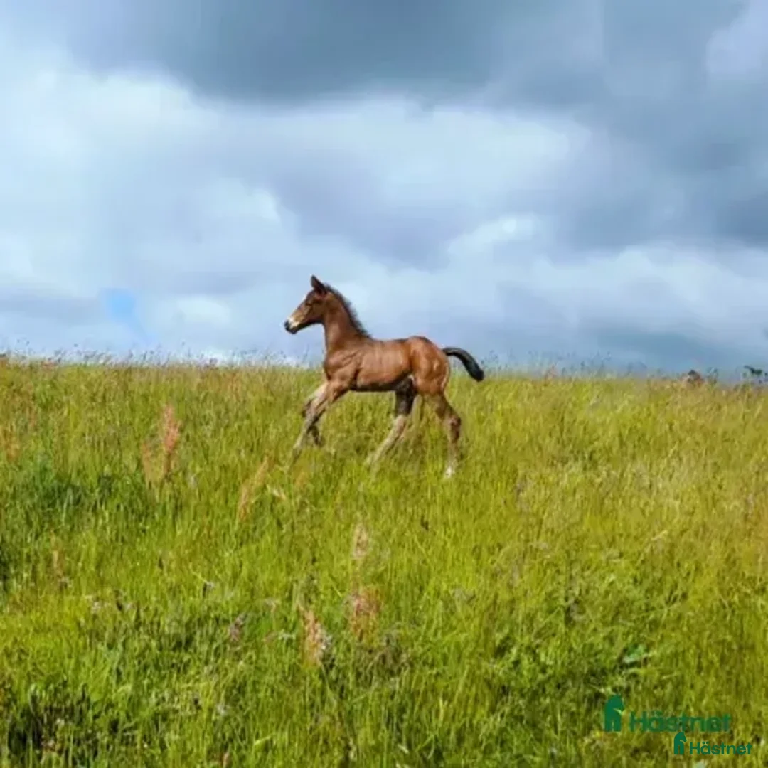 Dressyr hästar till salu: Mycket fin åring med topp dressyrstam!  i Hörby - Annons 3