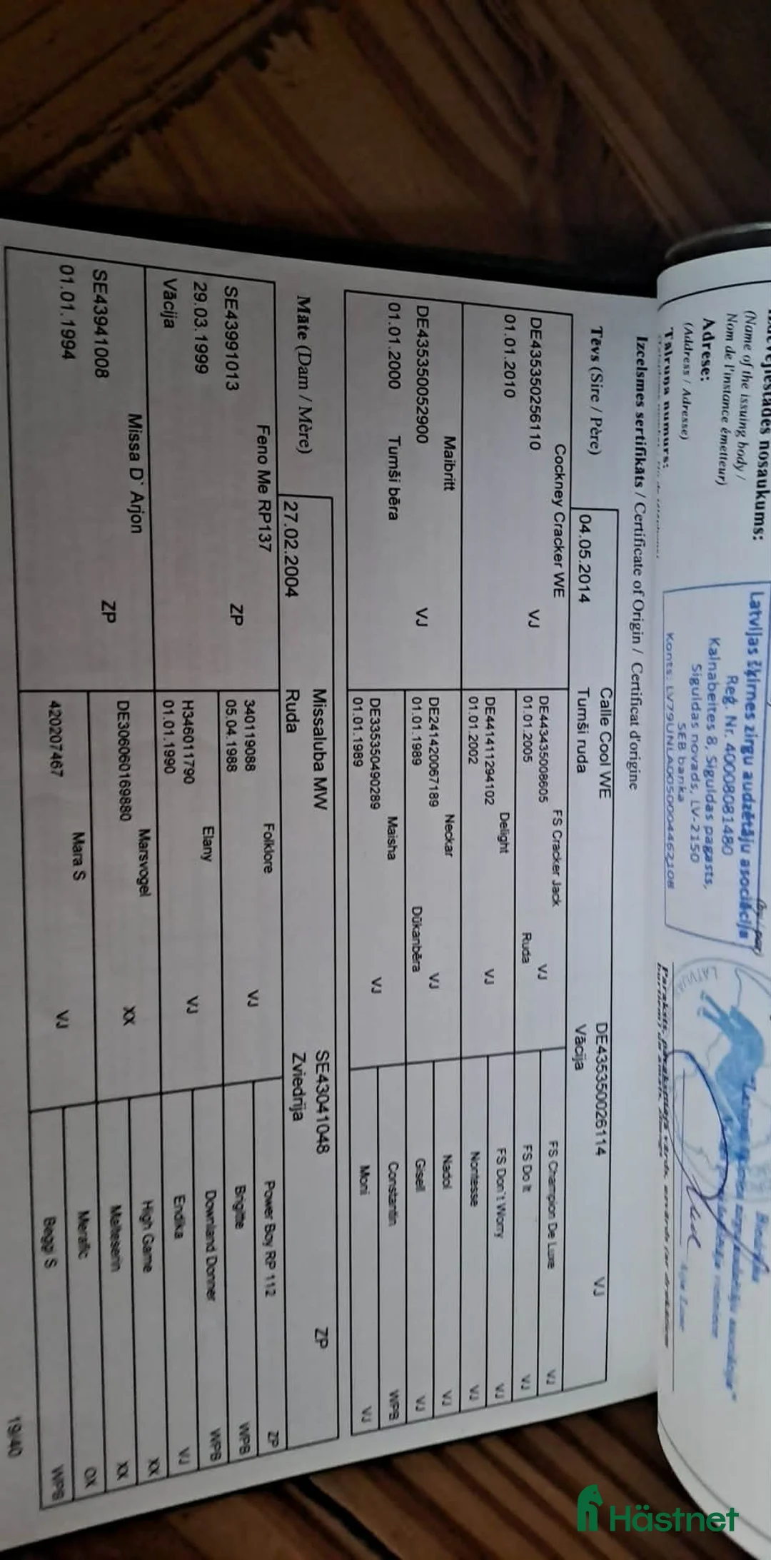 Hoppning hästar till salu: Champion pony i Stockholm - Annons 9