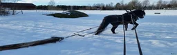Körning hästar till salu: Trevlig körponny  - Annons 6