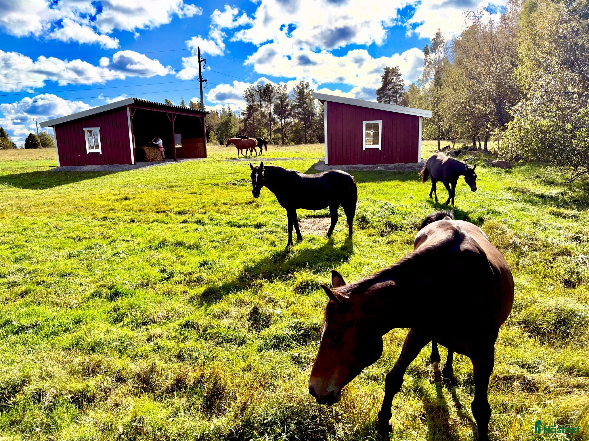  stallplats Lösdriftsplats ledig - Annons 9