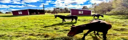  stallplats finnes: Lösdriftsplats ledig - Annons 1