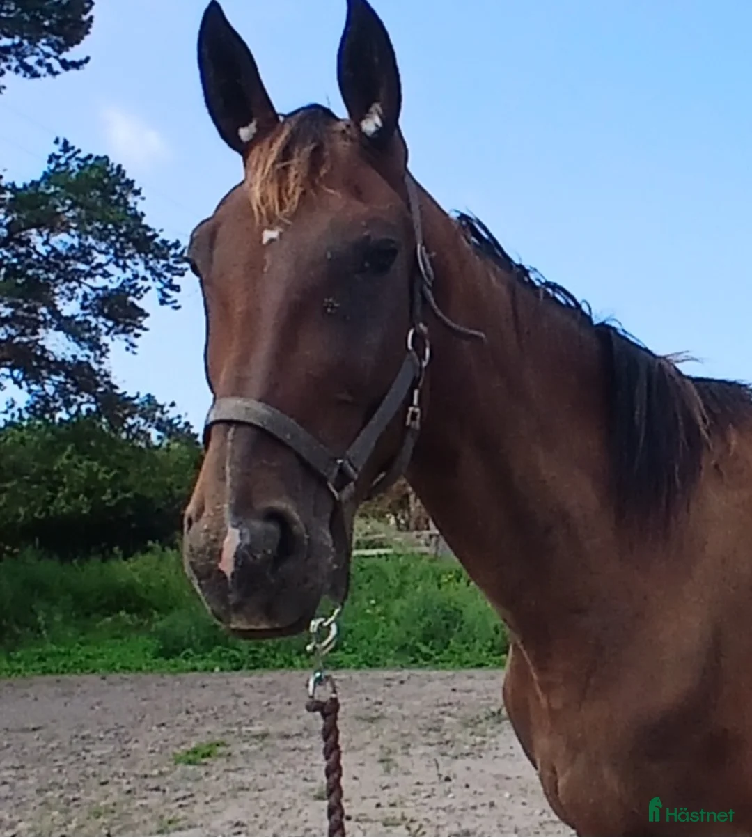 Trav hästar till salu: Starthäst bytes el säljes - Annons 2