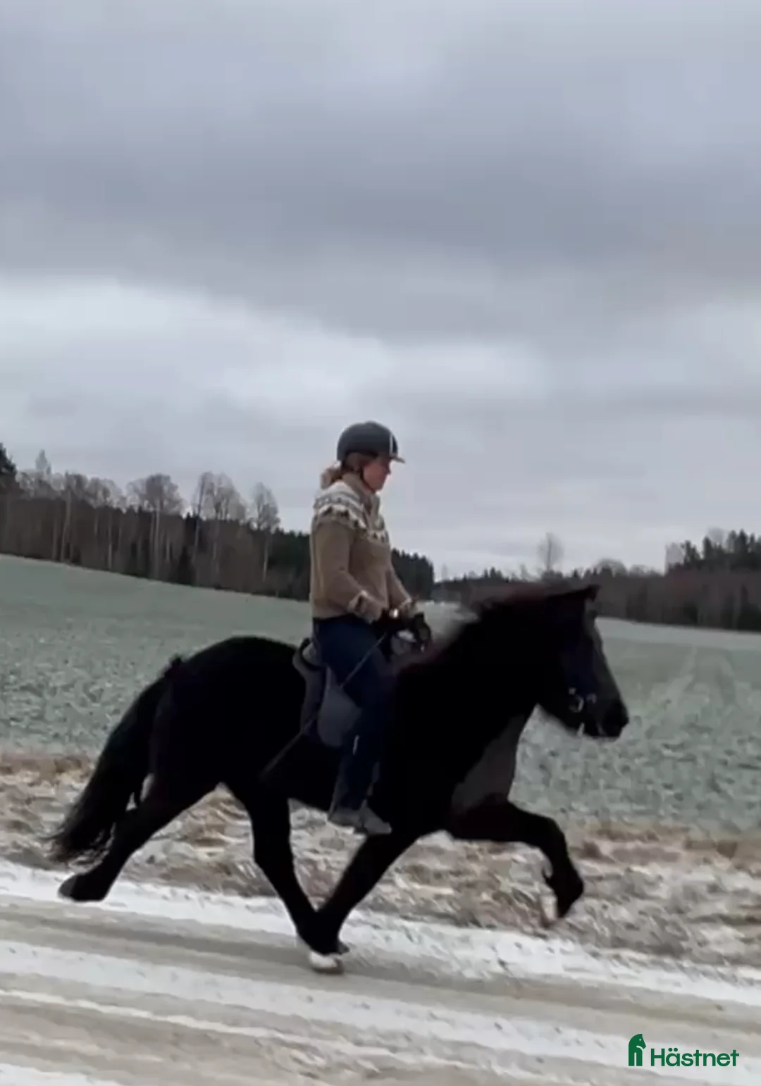 Island hästar till salu: Seksårigt sto för framtidens tävlingsbanor💗 i Glava - Annons 2