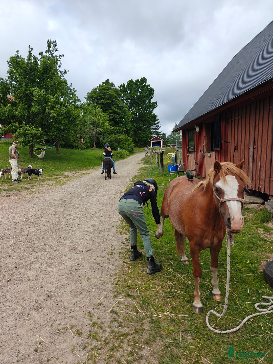 Allround hästar till salu: Monty i Lidhult - Bild 9