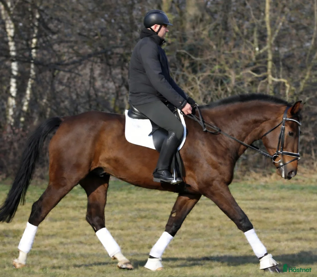 Allround hästar till salu: Positive dressage and driving Allrounder - Annons 2
