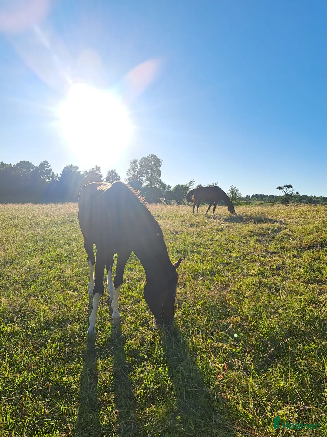  hästservice finnes: Sommarbete  i Kristdala - Annons 4