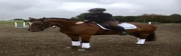  medryttarhäst finnes: Välskolad New Forest  - Annons 6