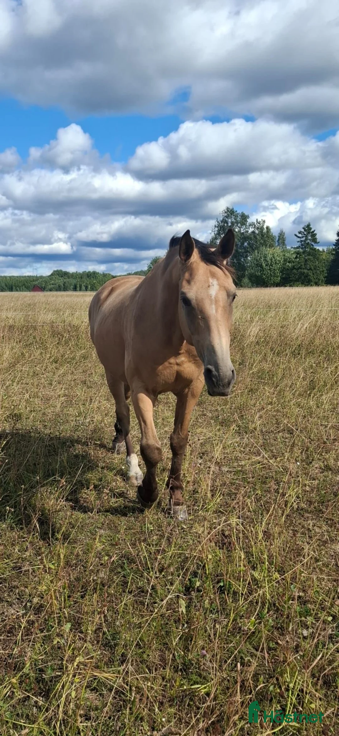 Allround hästar till salu: En vacker och känslig kille söker nytt hem - Annons 2